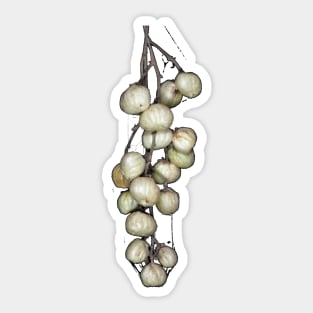 Pacific poison oak berries Sticker